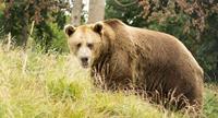 Wildlife encounters in Romania
